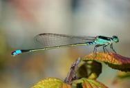 Damselfly October 2007 Osaka Japan.jpg