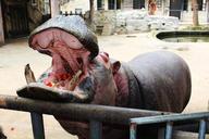 hippo-mouth-eating-open-this-month-1488583.jpg