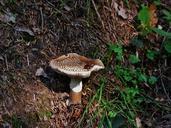 mushroom-brown-mushroom-autumn-506237.jpg