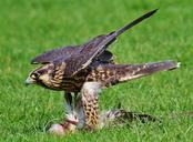 falcon-wildpark-poing-prey-access-1329738.jpg