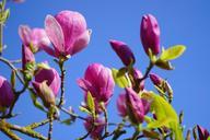 magnolia-magnolia-blossom-blossom-324297.jpg