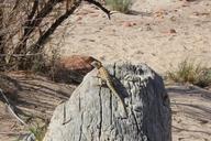 reptile-lizard-wood-desert-1021117.jpg