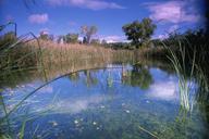 Swamp landscape scenics.jpg