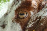 goat-eye-close-animal-408649.jpg