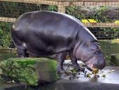 pygmy-hippo-hippopotamus-zoo-731607.jpg