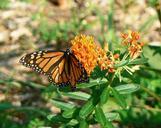 monarch-butterfly-flower-917916.jpg