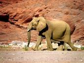 Pair-of-elephants-walking-along-a-rocky-canyon-in-Namibia.jpg