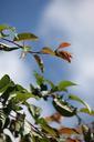 summer-nature-outdoor-leaves-428709.jpg