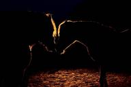 night-dark-horses-black-mystery-1352912.jpg