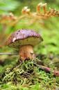 mushroom-forest-autumn-mushrooms-548362.jpg