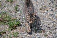 tabby-cat-hunting-felted-pas-1024722.jpg