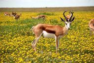 antelope-nature-flowers-meadow-425161.jpg