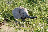 elephant-proboscis-young-animal-58008.jpg