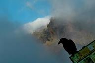 raven-bird-landscape-fog-mountains-271389.jpg