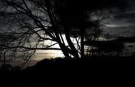 tree-dark-weird-mystical-outdoor-662271.jpg