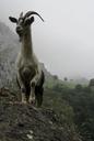 goat-asturias-mountain-485265.jpg