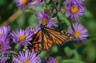 monarch-butterfly-flower-insect-616583.jpg