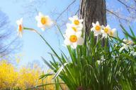 daffodils-spring-easter-blossom-684225.jpg