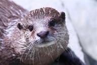 otter-zoo-animal-detail-1145555.jpg