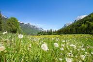 meadow-grass-idyll-dandelion-relax-427227.jpg