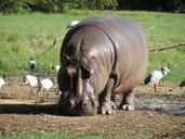 hippo-river-hippopotamus-africa-289293.jpg