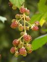 blackberries-rubus-sectio-rubus-8805.jpg