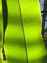 banana-leaf-leaf-green-environment-600610.jpg