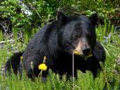 black-bear-eating-dandelions-750091.jpg