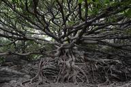 cape-muroto-banyan-arboretum-1069948.jpg