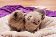 sweet-cat-babies-kittens-803125.jpg