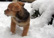 puppy-terrier-snow-winter-cute-487961.jpg