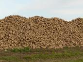 culture-sugar-beet-normandy-france-111530.jpg