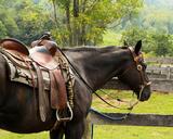 horse-western-saddle-pomel-horn-176990.jpg