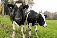 cows-two-cows-dairy-agriculture-1264546.jpg