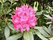 rhododendron-flowers-close-plant-310161.jpg