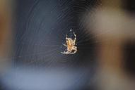 spider-web-spiderweb-nature-scary-650500.jpg