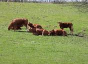 run-cattle-mark-cows-natural-eng-1347861.jpg