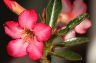 pink-flower-adenium-desert-flower-838831.jpg