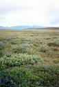 Tundra and mountains.jpg