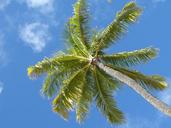 palm-hawaii-beach-summer-sun-1546680.jpg