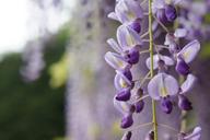 wisteria-natural-flowers-1197936.jpg