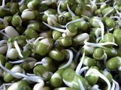 seed-grain-plant-bean-sprouts-nuts-945877.jpg