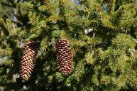 cones-forest-pine-1452125.jpg