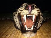 leopard-roaring-teeth-fang-cat-432705.jpg