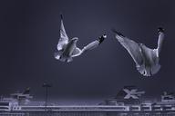 seagulls-birds-animals-flight-488513.jpg