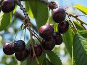 cherries-purple-black-over-ripe-592266.jpg