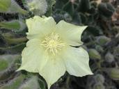 cactus-flower-desert-flora-nature-973540.jpg