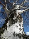 birch-tree-nature-sky-blue-log-649366.jpg