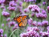 Monarch_Butterfly_on_Purple_Milkweed_Flowers.jpg