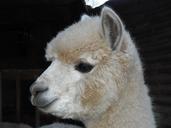 alpaca-white-curly-172720.jpg